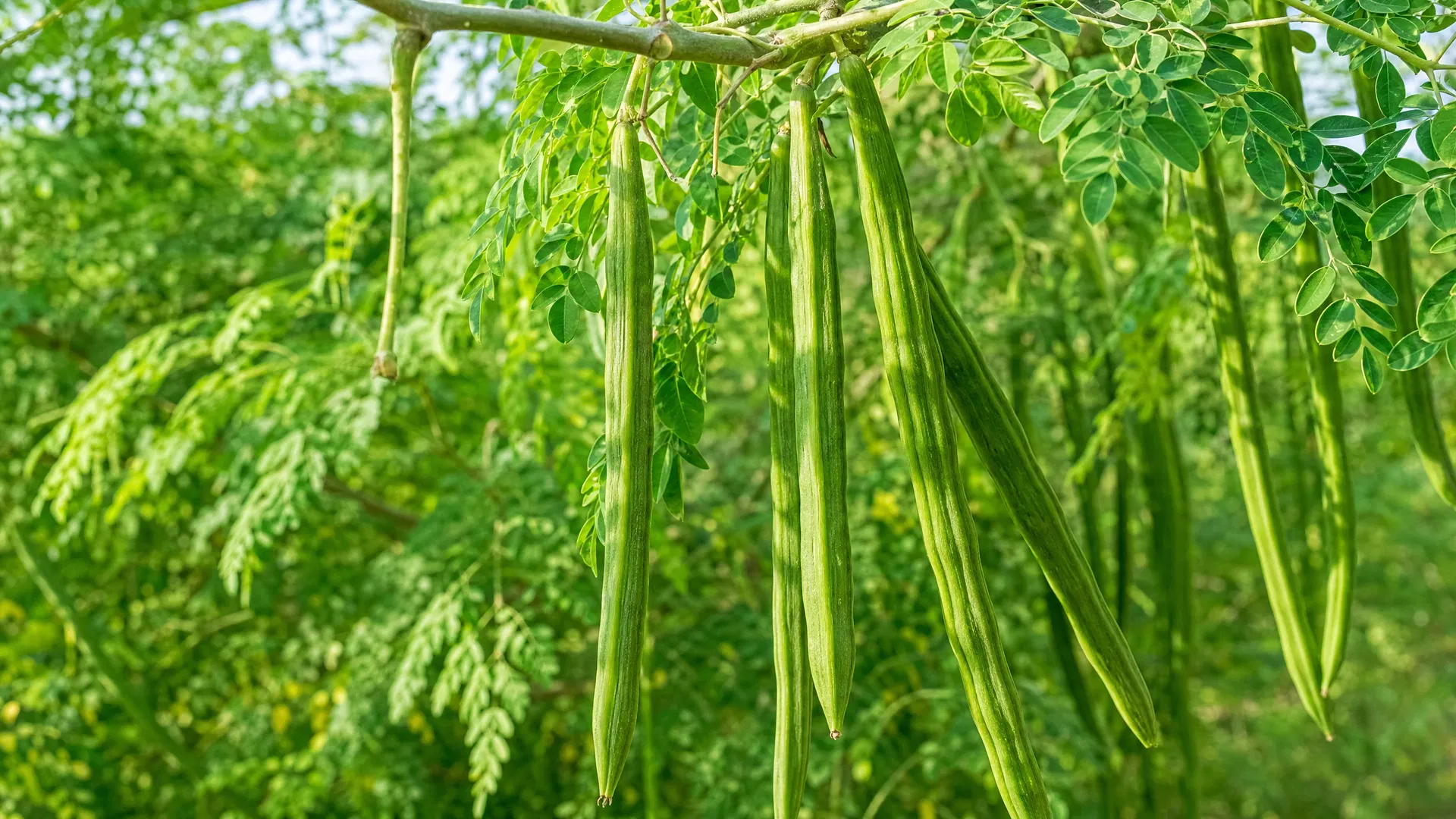 Pods