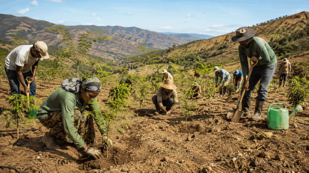 Moringa for Reforestation & Land Reclamation